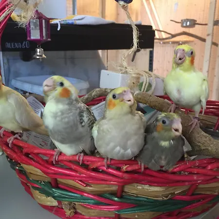 Σπίτι διακοπών Ilgiardinoincantato