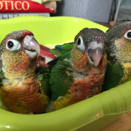 Ilgiardinoincantato * Grizzana